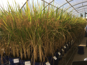 greenhouse test 2
